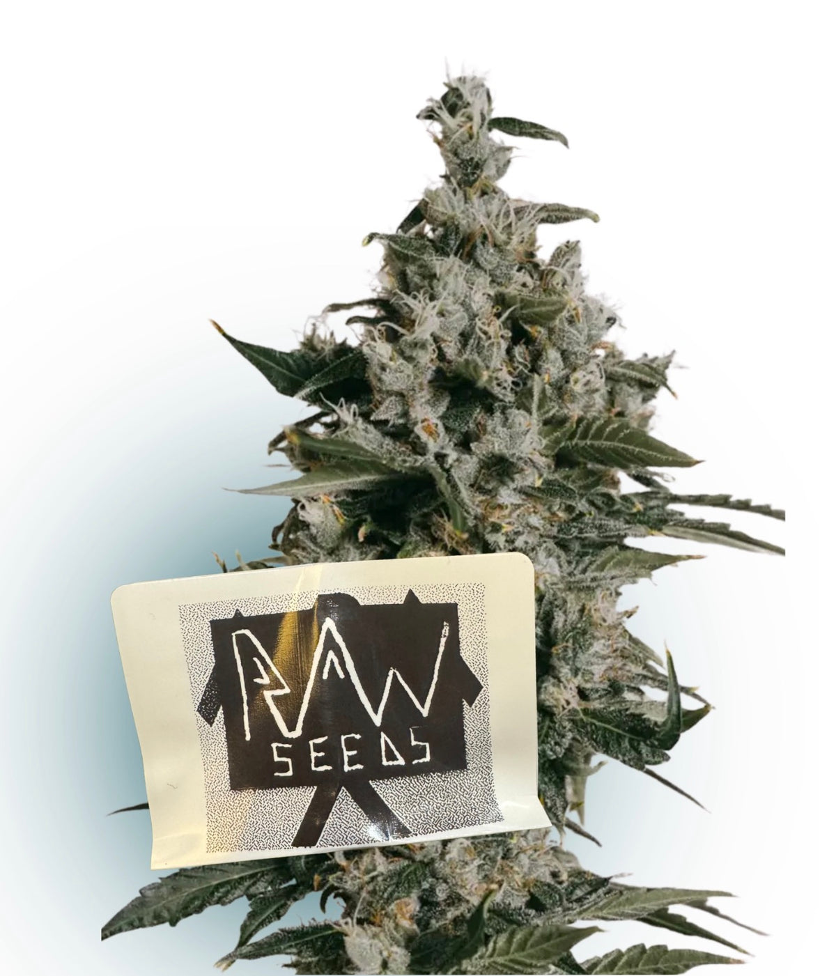R.A.W. Seedbank