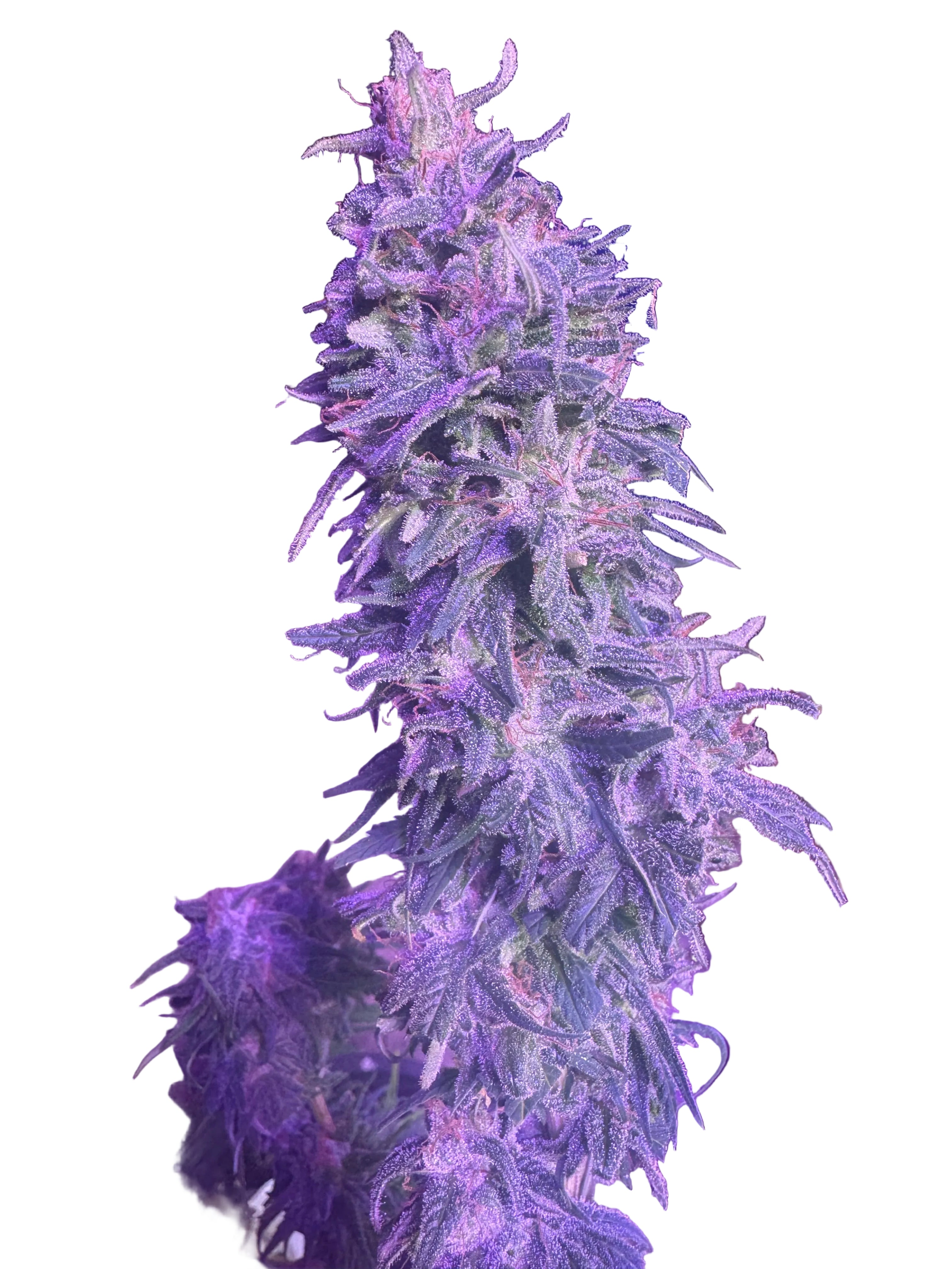 X5 Seeds - (Dream Berry) x (9lb Hammer/Coal Miner’s Daughter)Auto Regular