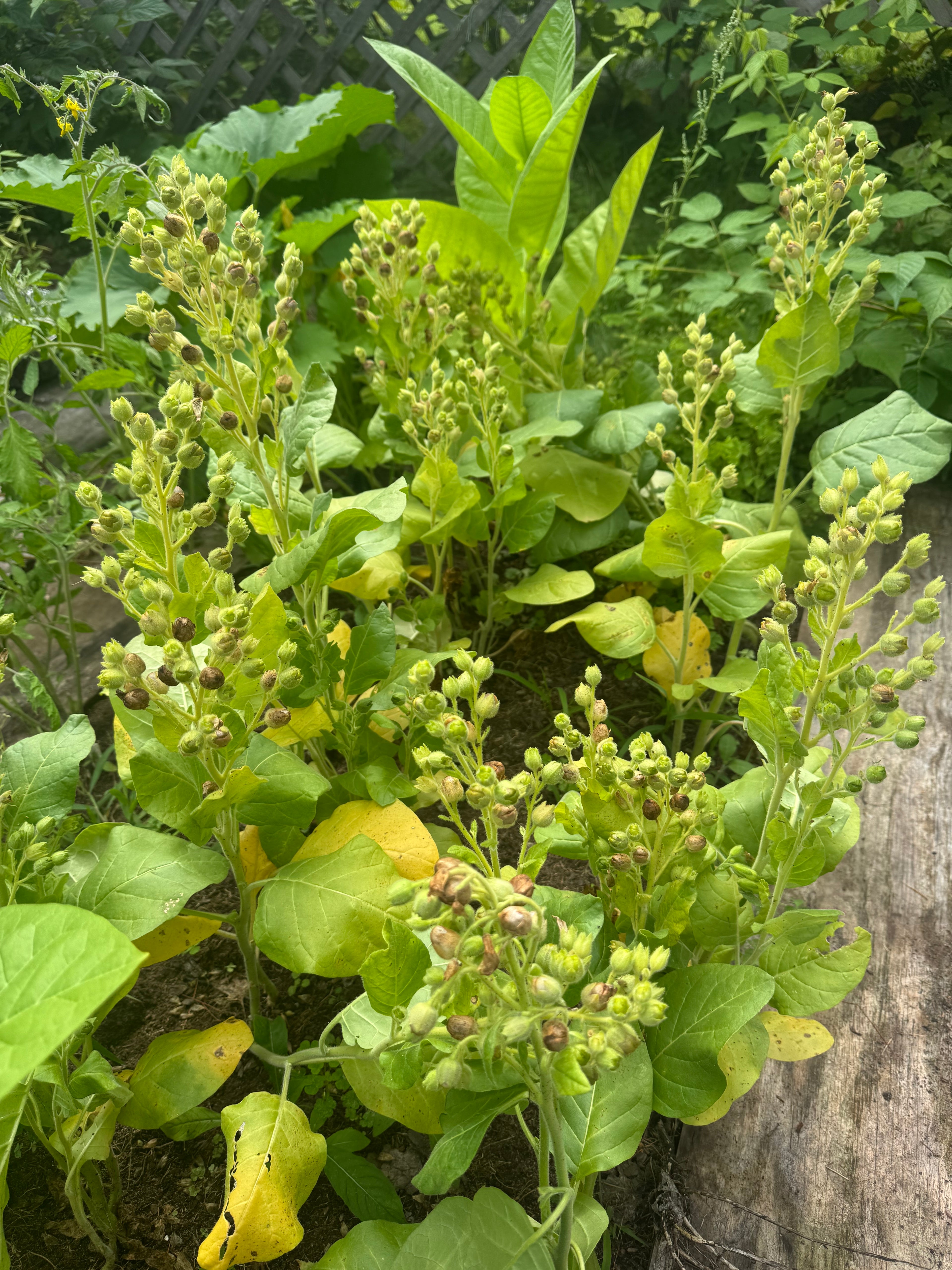 Seeds - Nicotiana Rustica (2g)