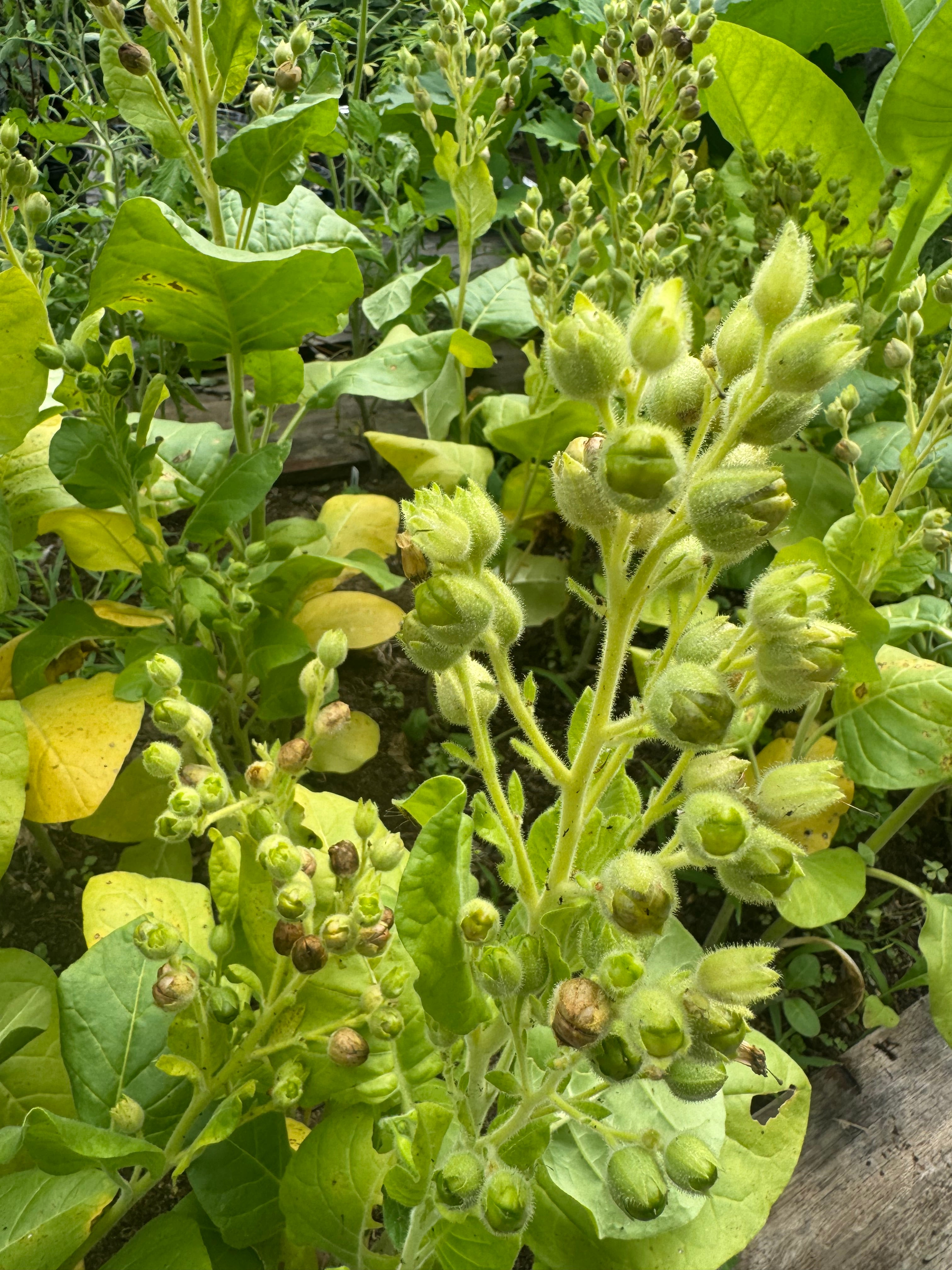 Seeds - Nicotiana Rustica (2g)