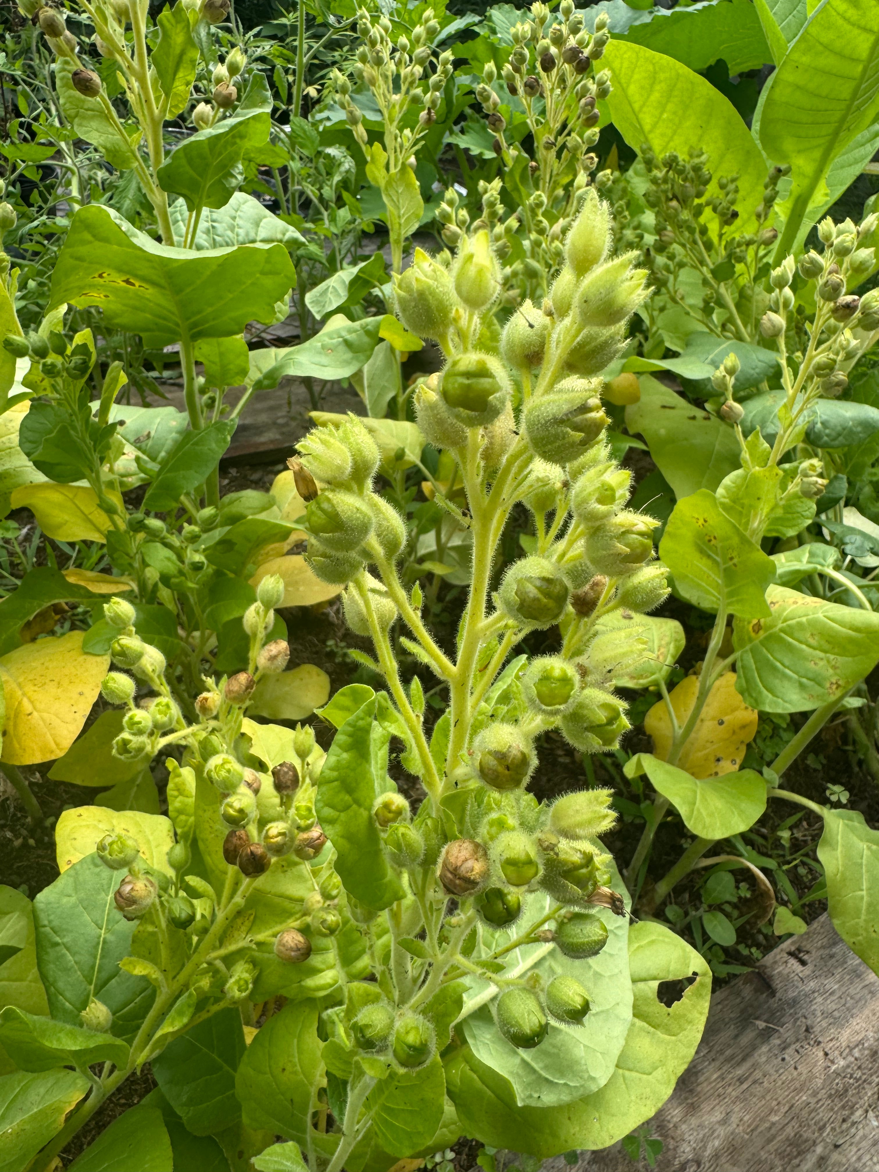 Seeds - Nicotiana Rustica (2g)
