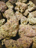 bulk THCA “Halle Berry”