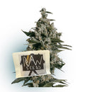 Seeds - White Widow Auto (Fem) x5 pack