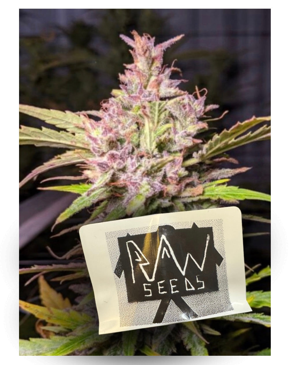 Seeds - Dream Berry Auto (Fem) x5 pack