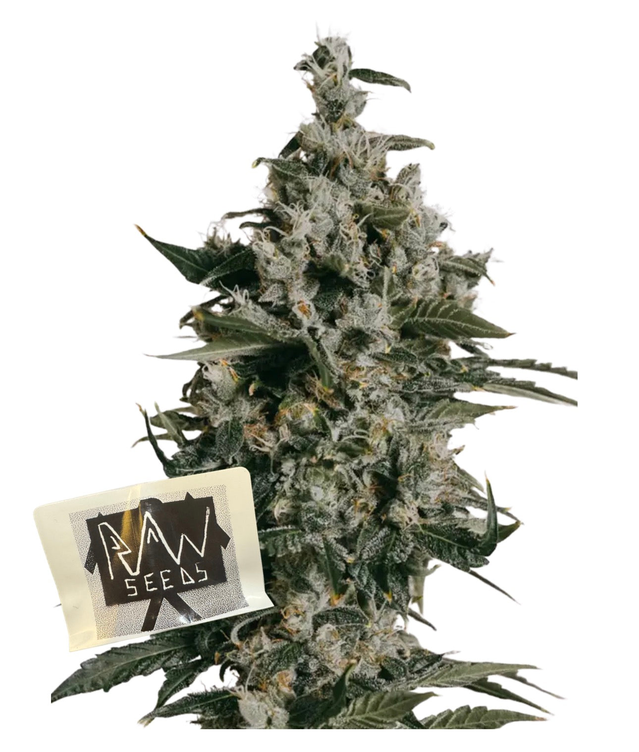 White Widow Auto (Fem) x5 pack