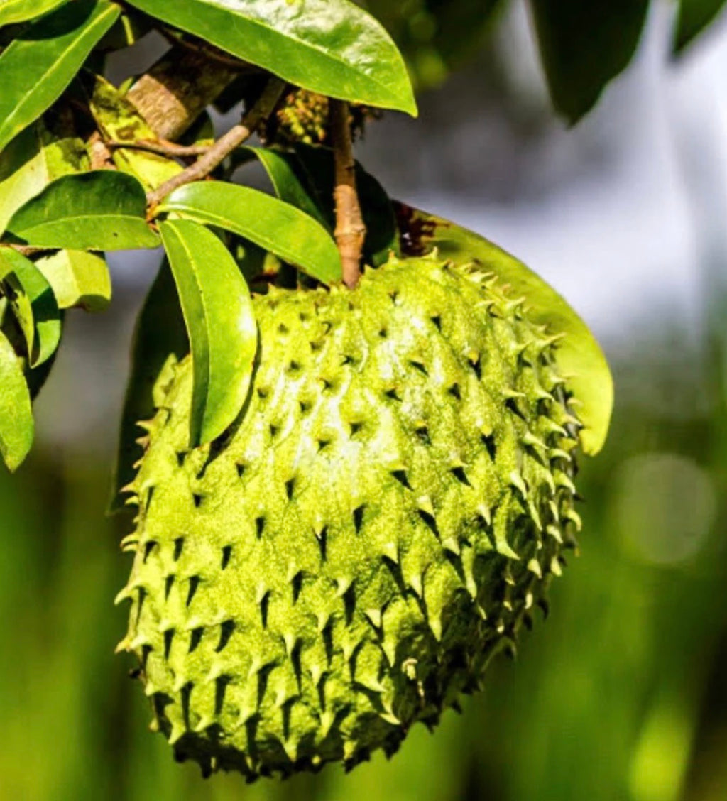 Soursop Tea w/ Straw