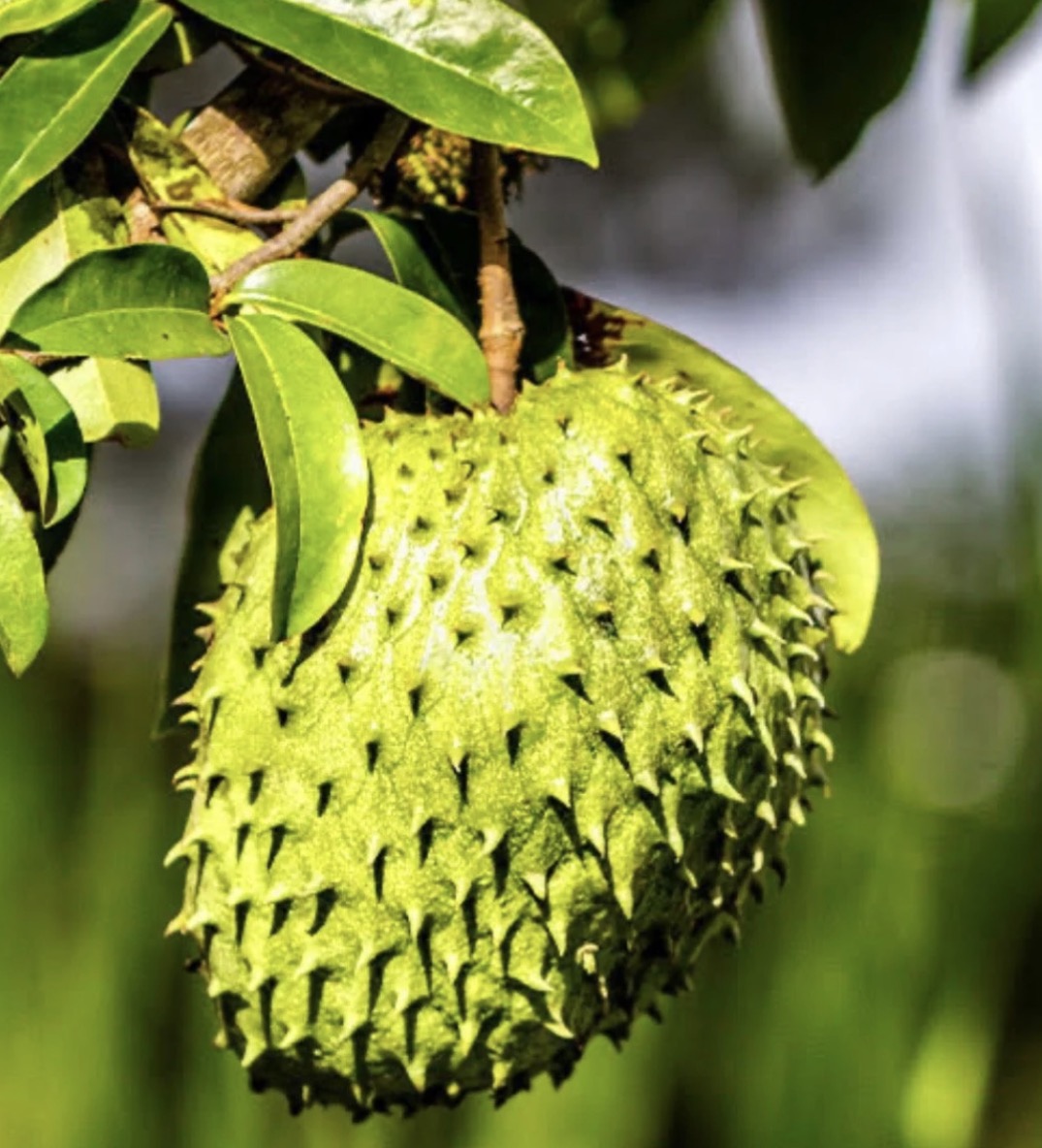 Soursop Tea w/ Straw