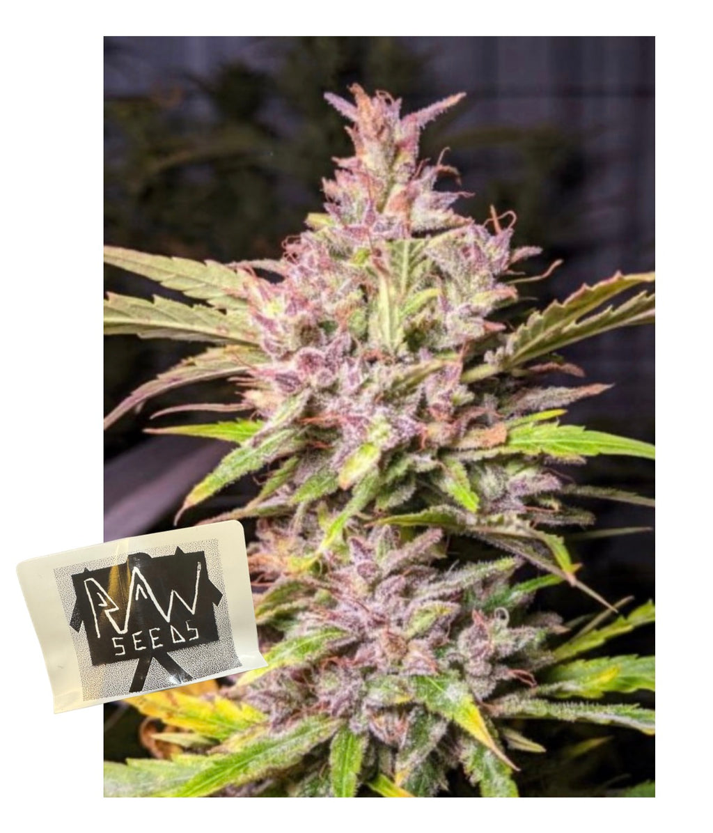 Dream Berry Auto (Fem) x5 pack