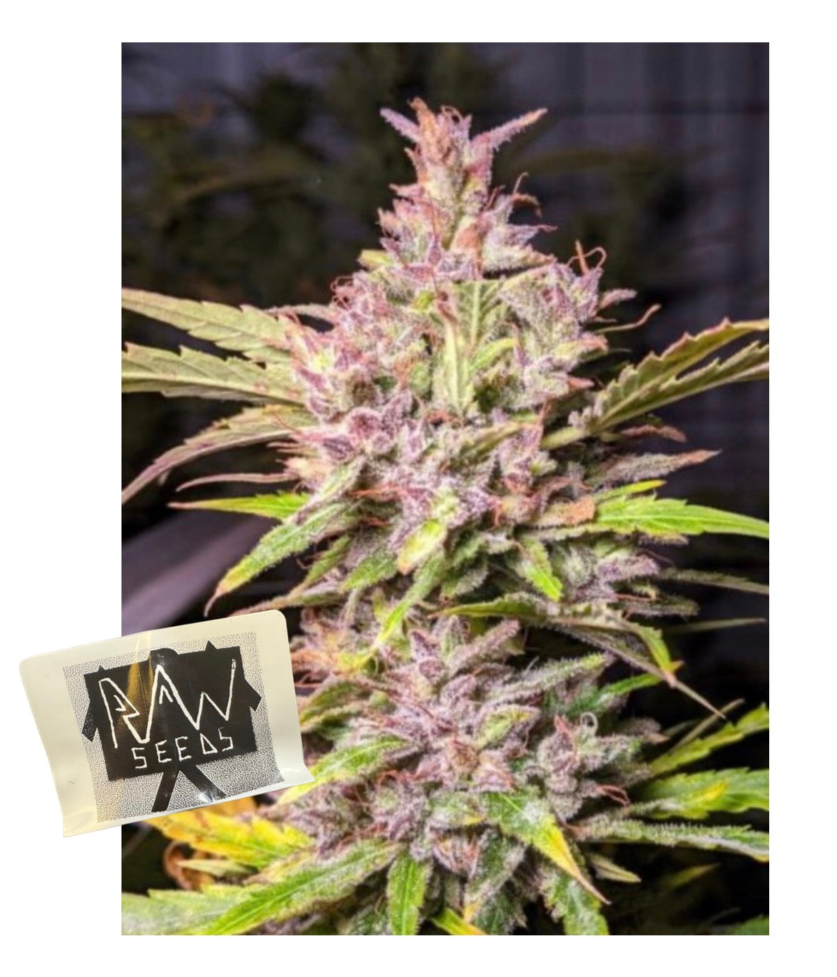 Dream Berry Auto (Fem) x5 pack